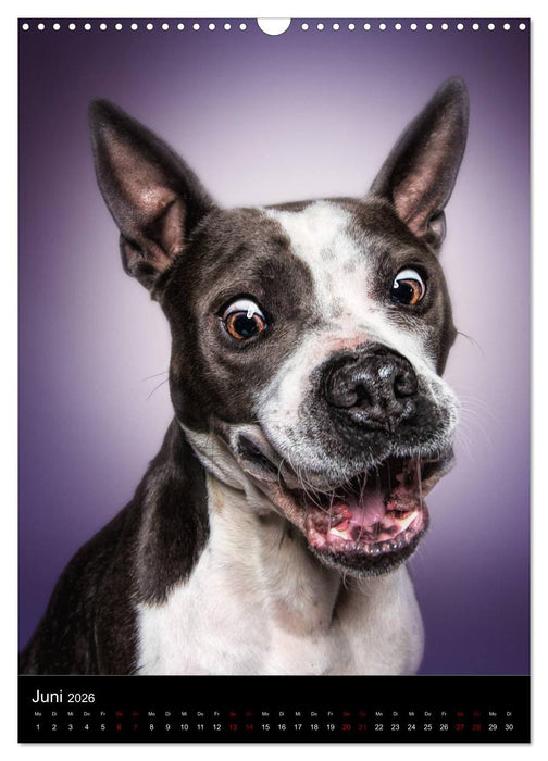 Funny Faces - Lustige Hundebilder (CALVENDO Wandkalender 2026)