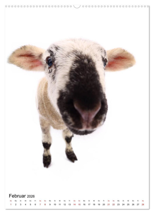 Der Fisheye Tiere Kalender (CALVENDO Wandkalender 2026)