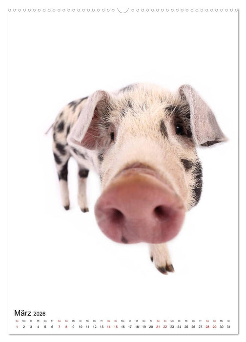 Der Fisheye Tiere Kalender (CALVENDO Wandkalender 2026)