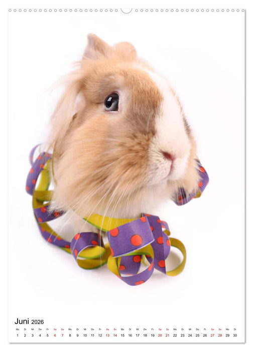 Der Fisheye Tiere Kalender (CALVENDO Wandkalender 2026)