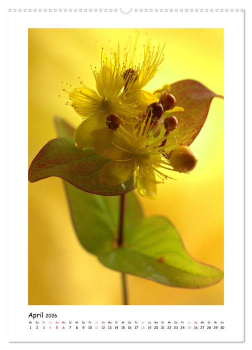 Gelber Blütentraum (CALVENDO Premium Wandkalender 2026)