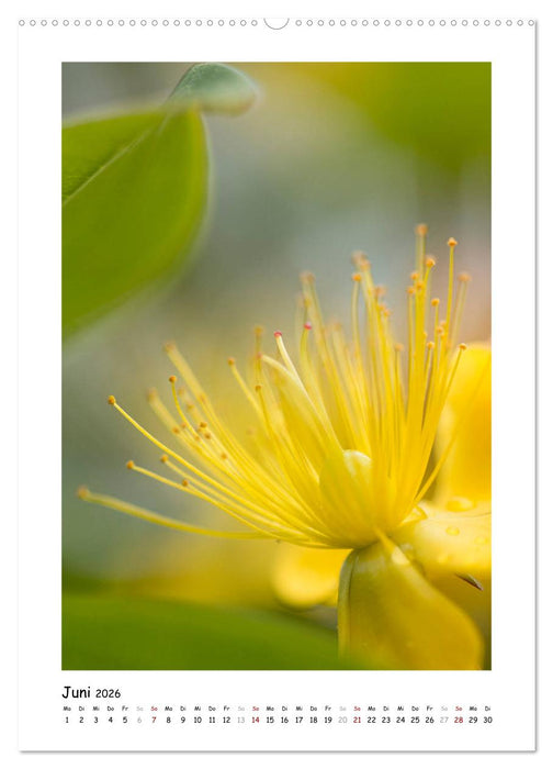 Gelber Blütentraum (CALVENDO Premium Wandkalender 2026)