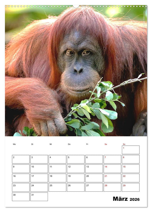 Augenblick der Affen 2026 (CALVENDO Premium Wandkalender 2026)