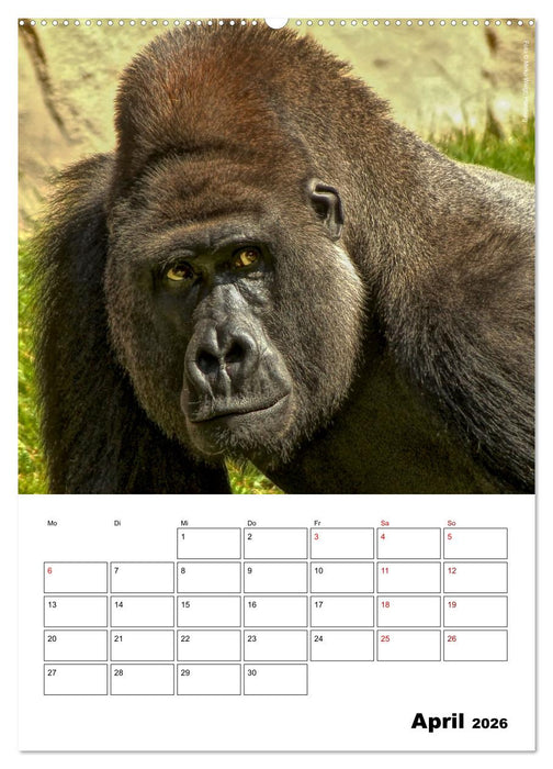 Augenblick der Affen 2026 (CALVENDO Premium Wandkalender 2026)