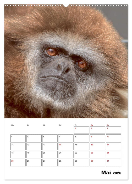 Augenblick der Affen 2026 (CALVENDO Premium Wandkalender 2026)