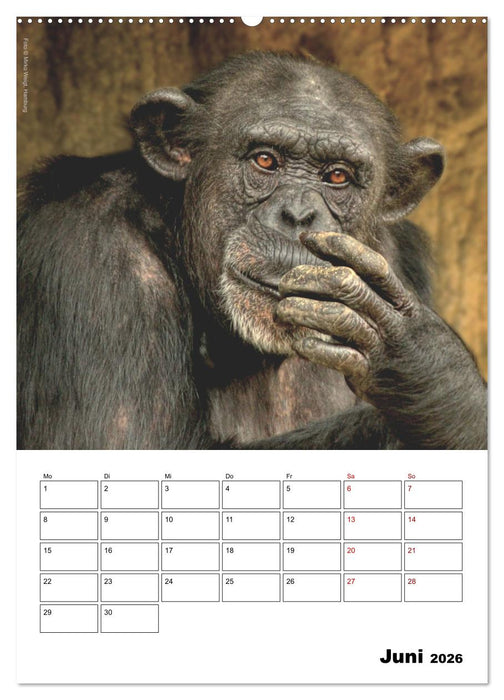 Augenblick der Affen 2026 (CALVENDO Premium Wandkalender 2026)