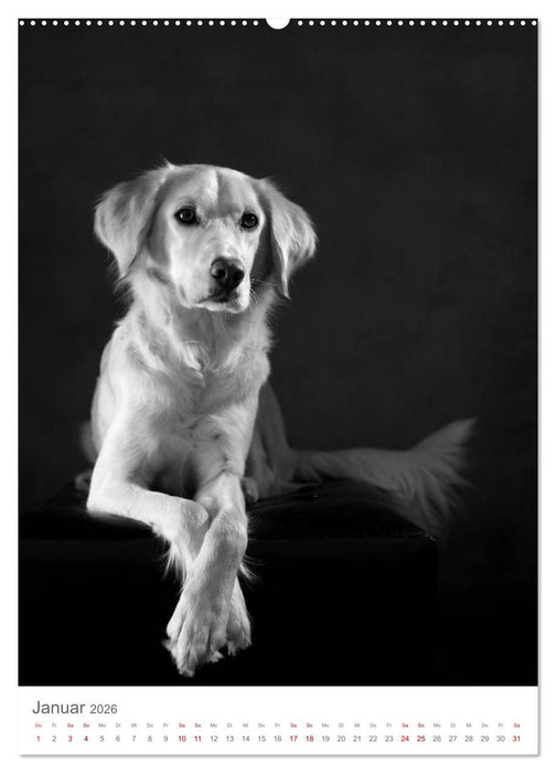 Fine Art Hundeportraits (CALVENDO Premium Wandkalender 2026)