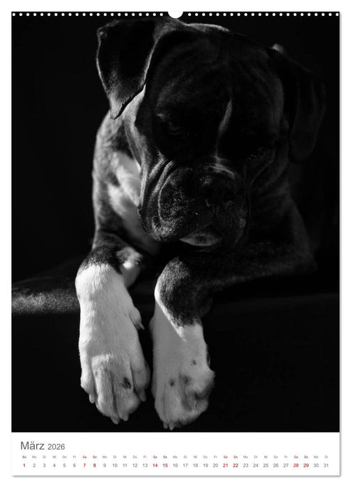 Fine Art Hundeportraits (CALVENDO Premium Wandkalender 2026)