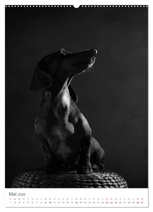 Fine Art Hundeportraits (CALVENDO Premium Wandkalender 2026)