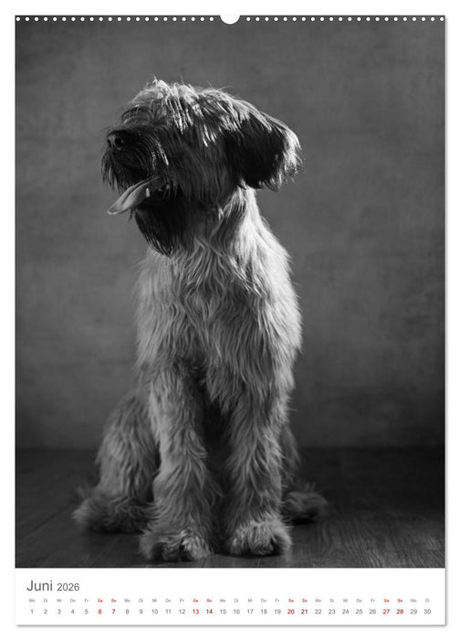 Fine Art Hundeportraits (CALVENDO Premium Wandkalender 2026)