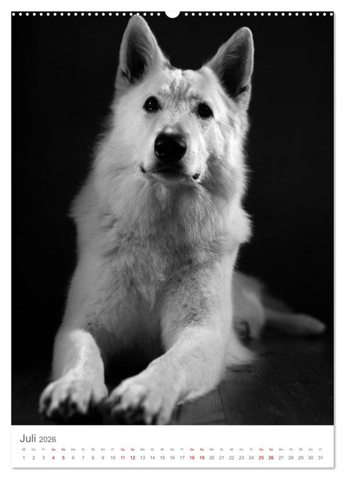 Fine Art Hundeportraits (CALVENDO Premium Wandkalender 2026)