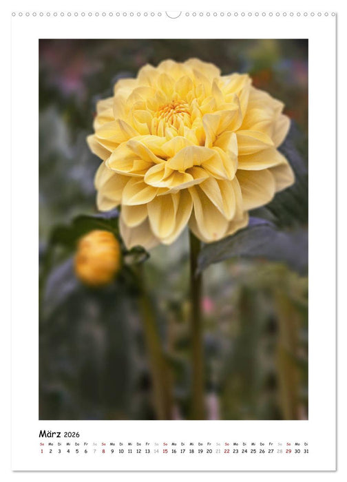 Gelber Blütentraum (CALVENDO Wandkalender 2026)