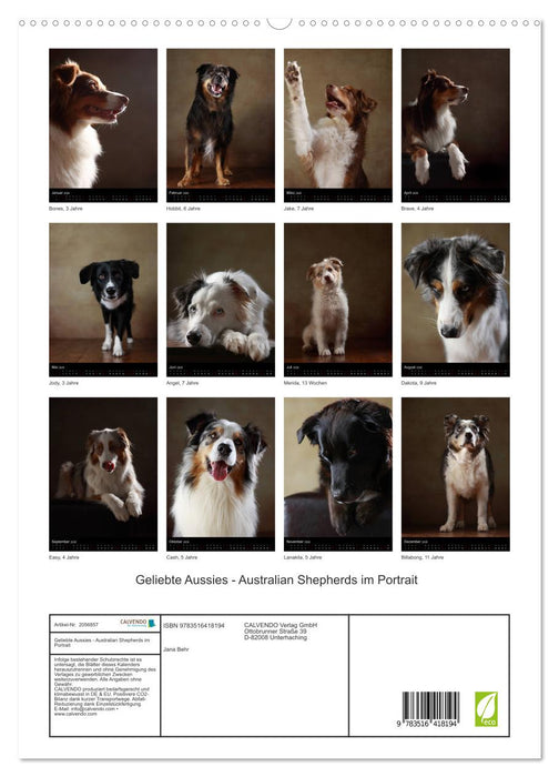 Geliebte Aussies - Australian Shepherds im Portrait (CALVENDO Premium Wandkalender 2026)