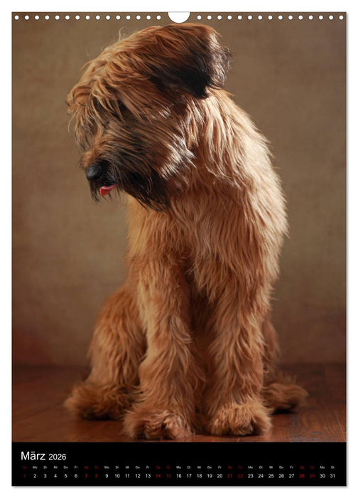 Stille Momente - Die sensible Seite der Hunde (CALVENDO Wandkalender 2026)