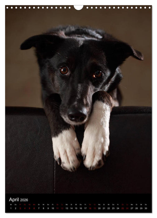 Stille Momente - Die sensible Seite der Hunde (CALVENDO Wandkalender 2026)