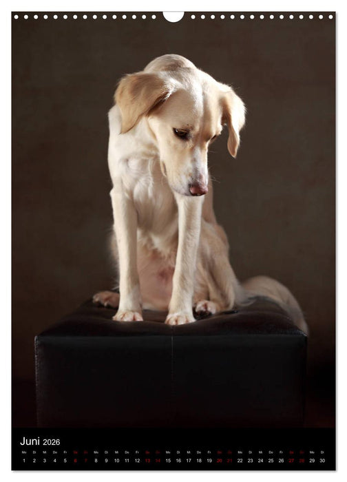 Stille Momente - Die sensible Seite der Hunde (CALVENDO Wandkalender 2026)