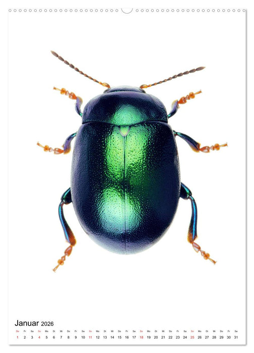 Die schönsten Käfer (CALVENDO Premium Wandkalender 2026)