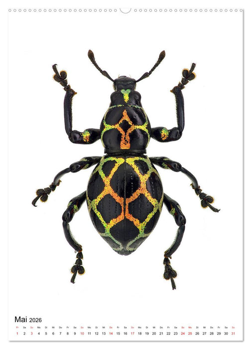 Die schönsten Käfer (CALVENDO Premium Wandkalender 2026)