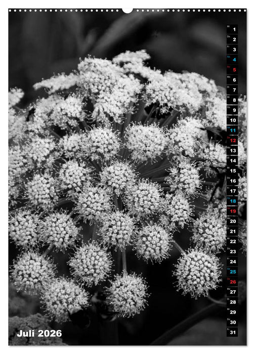 Blumige Graustufen - Schwarz und Weiß (CALVENDO Premium Wandkalender 2026)