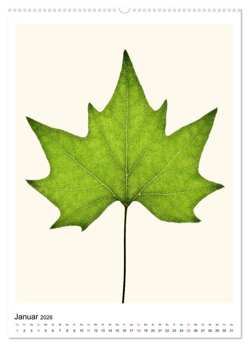 Blattzauber (CALVENDO Premium Wandkalender 2026)