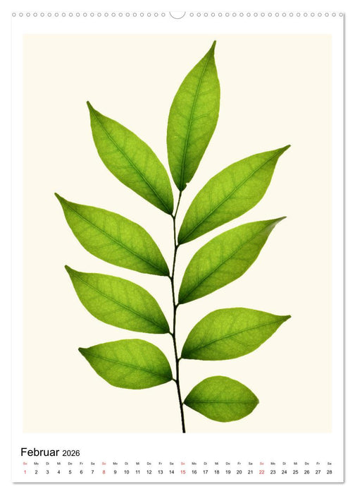 Blattzauber (CALVENDO Premium Wandkalender 2026)