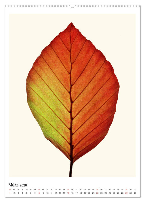 Blattzauber (CALVENDO Premium Wandkalender 2026)
