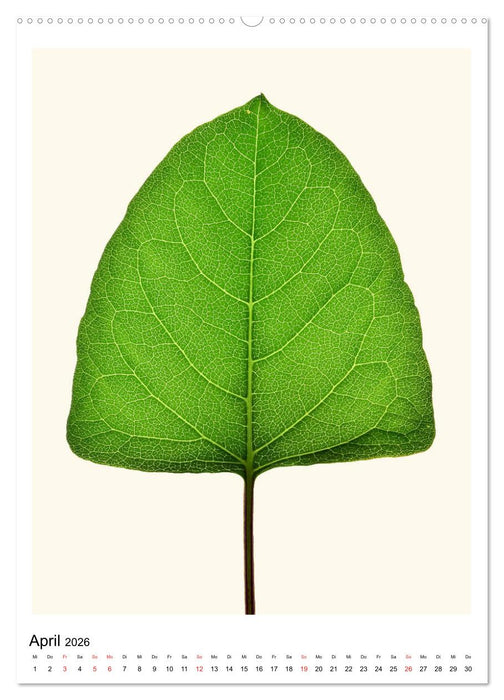 Blattzauber (CALVENDO Premium Wandkalender 2026)
