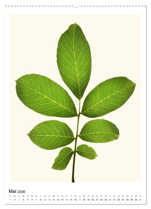 Blattzauber (CALVENDO Premium Wandkalender 2026)