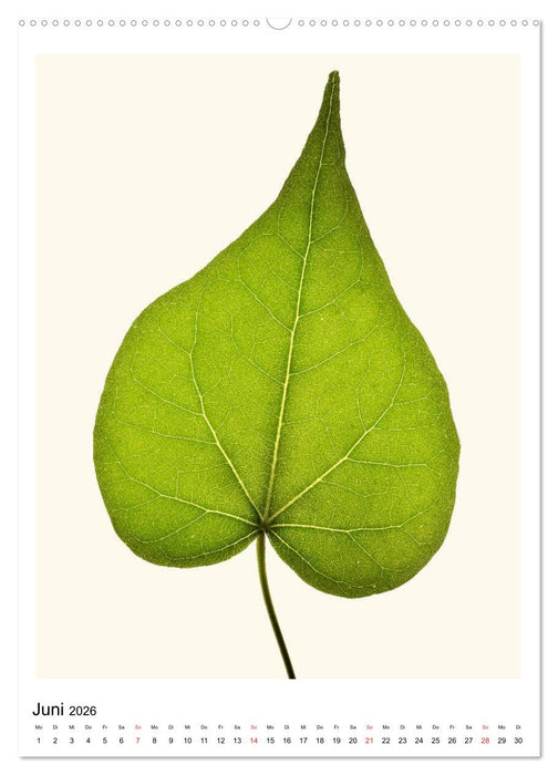 Blattzauber (CALVENDO Premium Wandkalender 2026)
