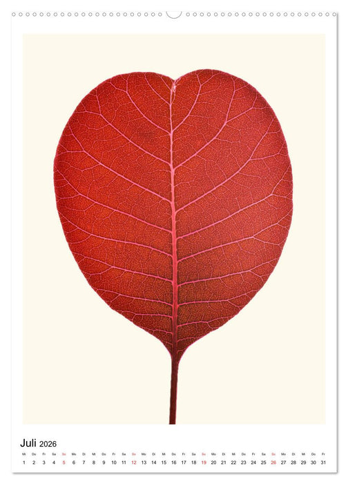 Blattzauber (CALVENDO Premium Wandkalender 2026)