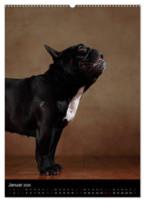 Bullys mit Charme - Französische Bulldoggen im Portrait (CALVENDO Wandkalender 2026)