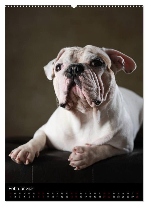 Bullys mit Charme - Französische Bulldoggen im Portrait (CALVENDO Wandkalender 2026)