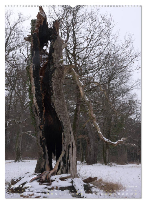 Die Eichen und Feen von Wildenstein (CALVENDO Wandkalender 2026)