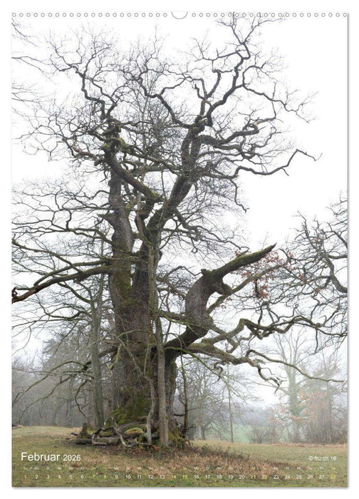 Die Eichen und Feen von Wildenstein (CALVENDO Wandkalender 2026)