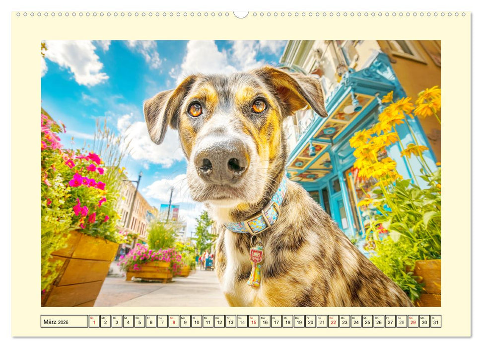 Mischlingshunde. Geliebt, schön und bunter als jeder Stammbaum (CALVENDO Wandkalender 2026)