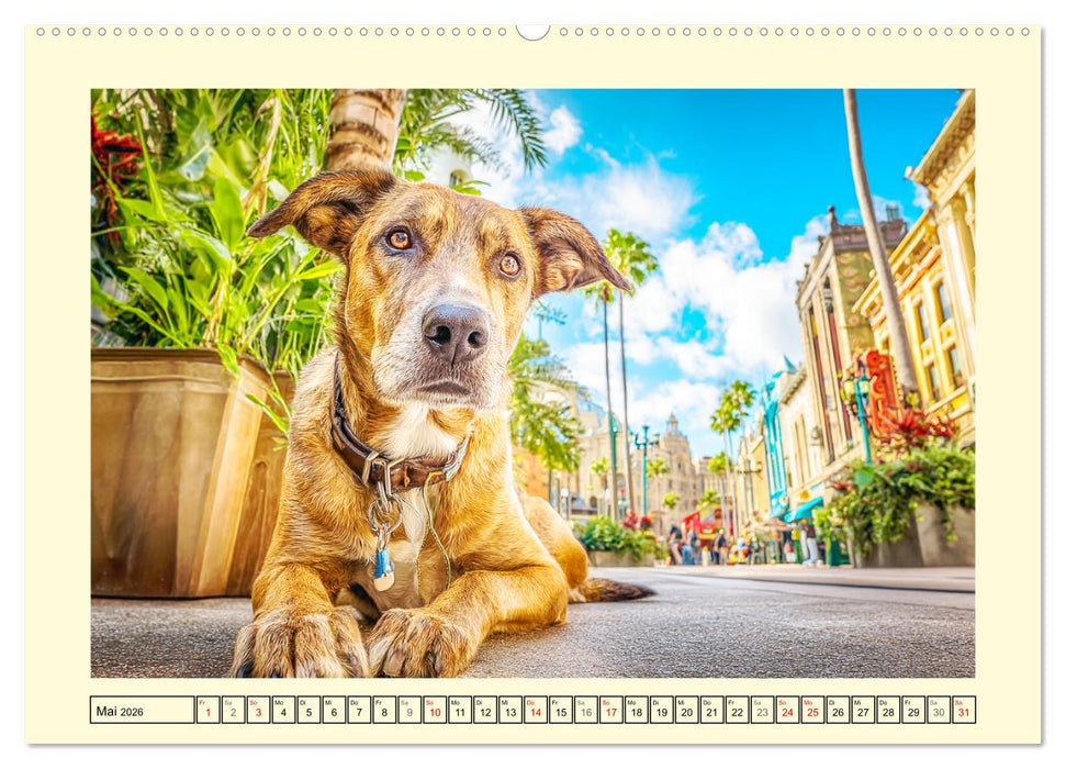 Mischlingshunde. Geliebt, schön und bunter als jeder Stammbaum (CALVENDO Wandkalender 2026)