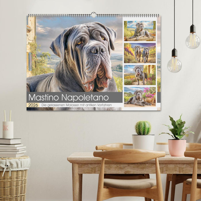 Mastino Napoletano. Die gelassenen Molosser mit antiken Vorfahren (CALVENDO Wandkalender 2026)