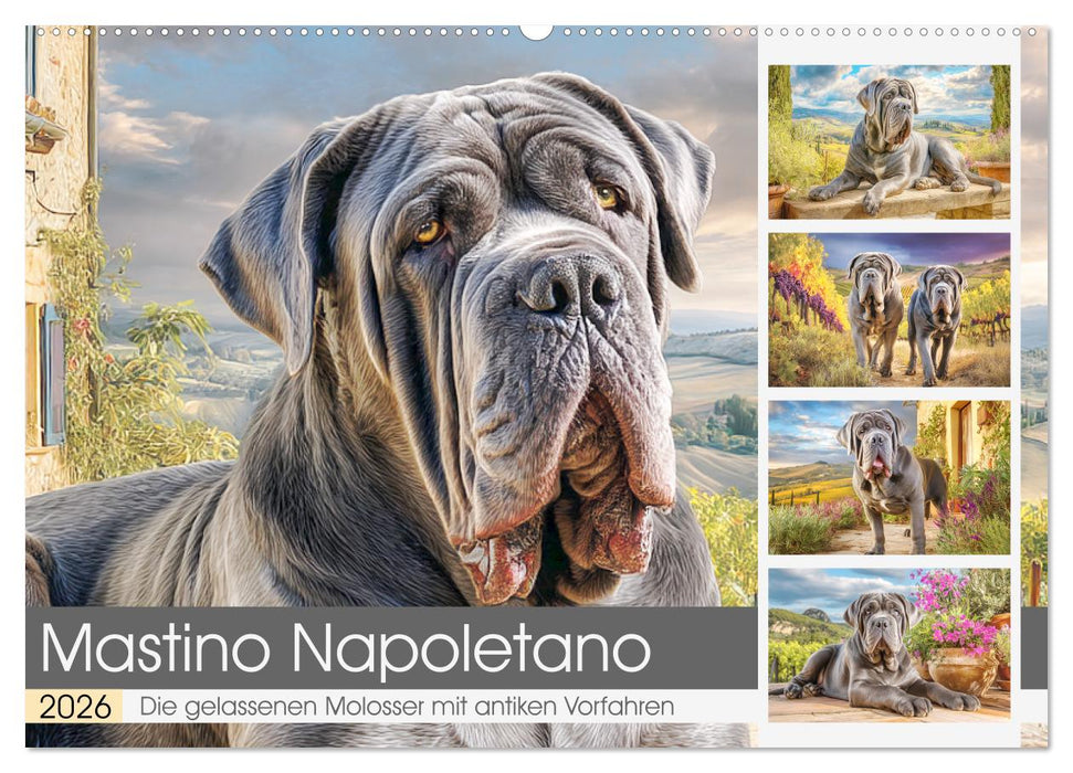 Mastino Napoletano. Die gelassenen Molosser mit antiken Vorfahren (CALVENDO Wandkalender 2026)