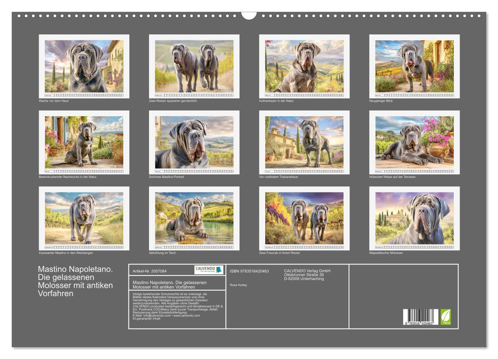 Mastino Napoletano. Die gelassenen Molosser mit antiken Vorfahren (CALVENDO Wandkalender 2026)