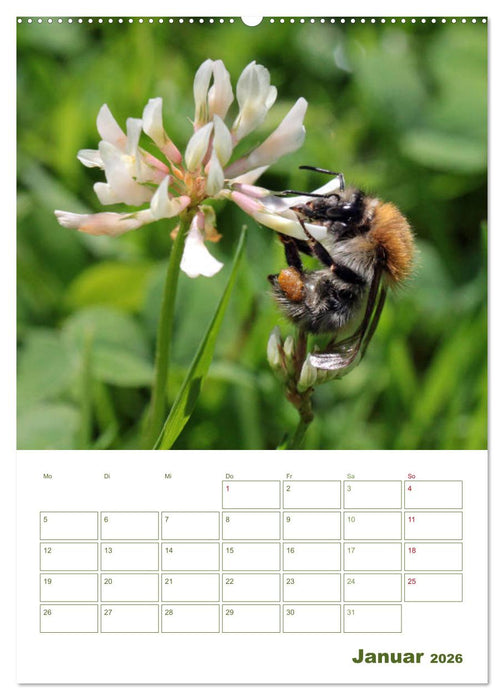Wildbienen-Terminplaner 2026 (CALVENDO Wandkalender 2026)