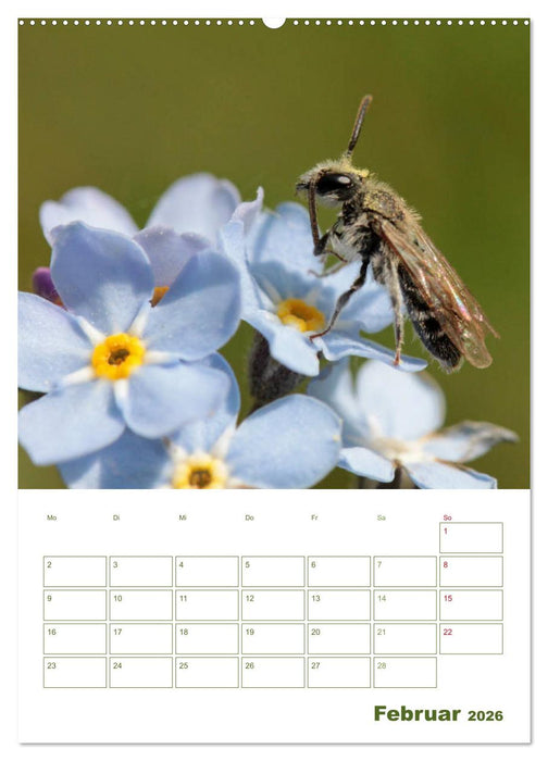 Wildbienen-Terminplaner 2026 (CALVENDO Wandkalender 2026)