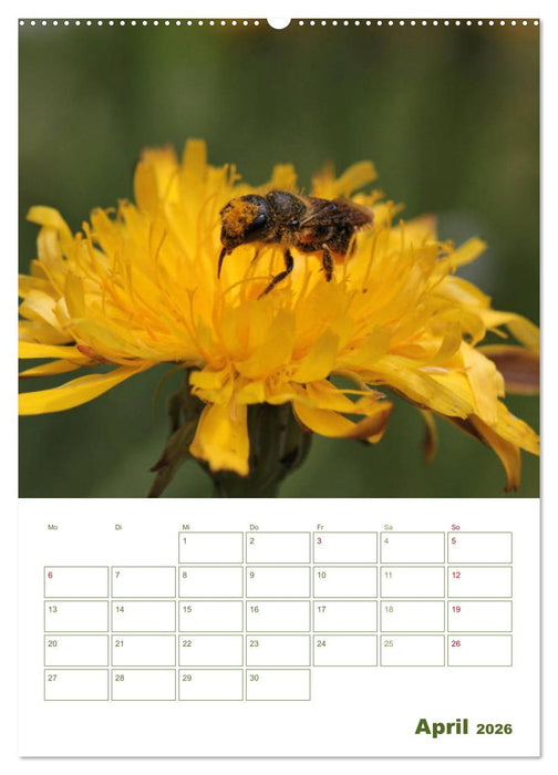 Wildbienen-Terminplaner 2026 (CALVENDO Wandkalender 2026)