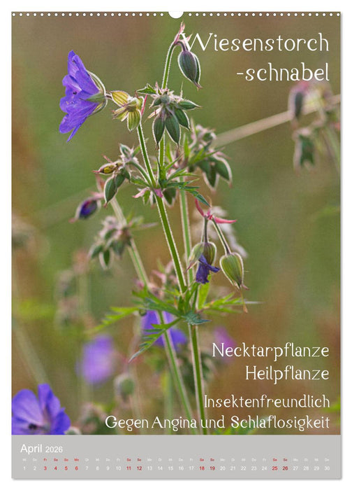 Unkräuter - Nützliche Wildpflanzen auf der Wiese (CALVENDO Wandkalender 2026)
