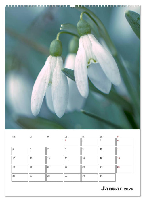 Farbiger Blütentraum (CALVENDO Wandkalender 2026)