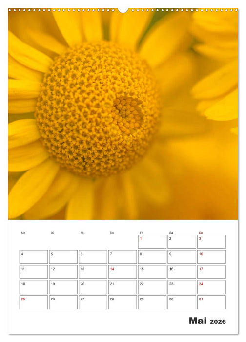 Farbiger Blütentraum (CALVENDO Wandkalender 2026)