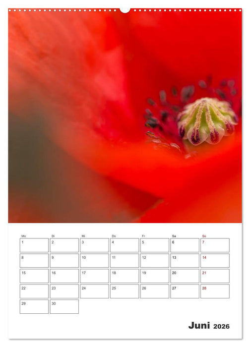 Farbiger Blütentraum (CALVENDO Wandkalender 2026)