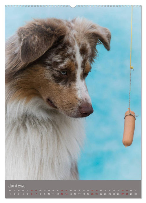 Hundegesichter beim Würstchenschnappen (CALVENDO Wandkalender 2026)
