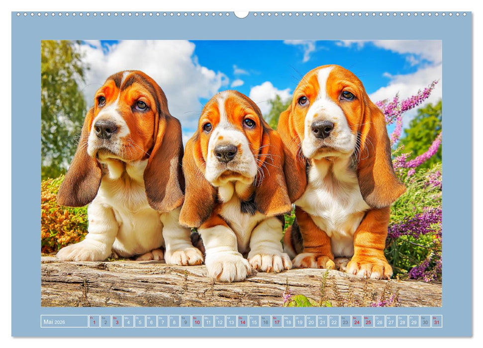 Schlappohren-Zauber. Fröhliche Bassets in bunten Momenten (CALVENDO Premium Wandkalender 2026)