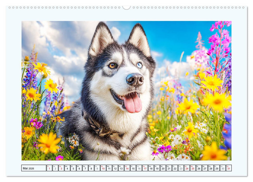 Siberian Husky. Kraftvolle Hunde voller Lebenslust und Energie (CALVENDO Wandkalender 2026)