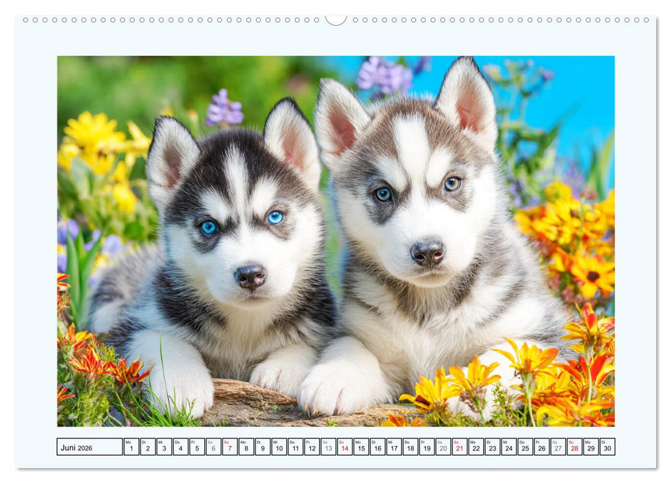 Siberian Husky. Kraftvolle Hunde voller Lebenslust und Energie (CALVENDO Wandkalender 2026)